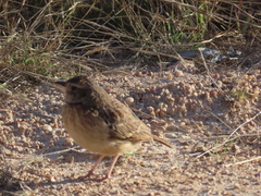 Mirafra rufocinnamomea