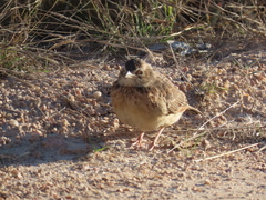 Mirafra rufocinnamomea