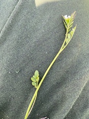 Cardamine umbellata