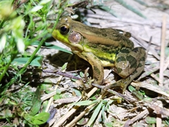 Pelophylax plancyi