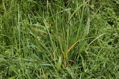 Urocystis fischeri
