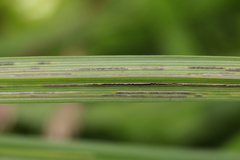 Urocystis fischeri