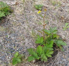 Geum macrophyllum perincisum