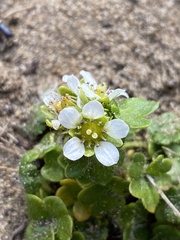 Saxifraga bracteata