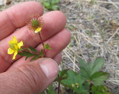 Geum macrophyllum perincisum