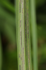Urocystis fischeri