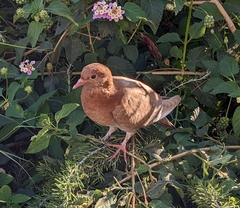 Columba livia domestica