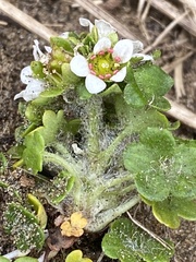 Saxifraga bracteata
