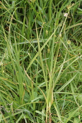 Urocystis fischeri