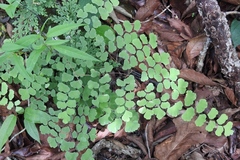 Adiantum braunii