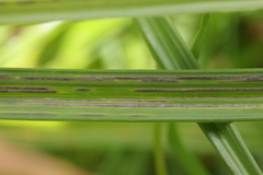 Urocystis fischeri