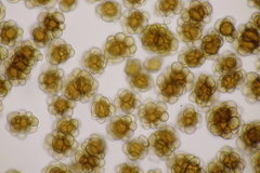 Urocystis fischeri