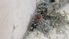 Mutilla quinquemaculata