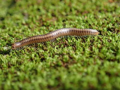 Anaulaciulus tonginus