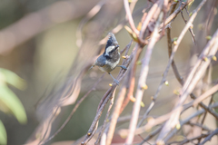 Periparus rubidiventris