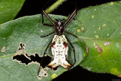 Micrathena nigrichelis