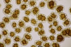 Urocystis fischeri