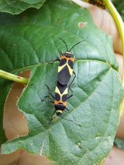 Craspeduchus variegatus