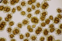 Urocystis fischeri