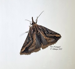 Hypena lignealis
