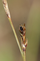 Anthracoidea sempervirentis