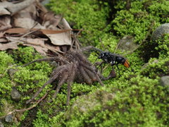 Tachypompilus analis