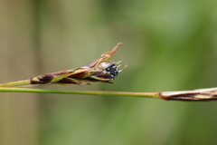 Anthracoidea sempervirentis