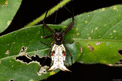 Micrathena nigrichelis