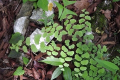 Adiantum braunii