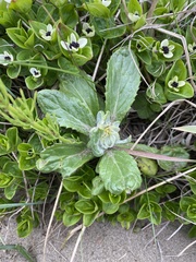Senecio pseudoarnica