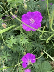 Geranium sanguineum