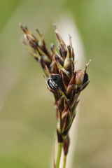 Anthracoidea sempervirentis