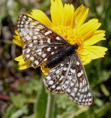 Euphydryas anicia bernadetta