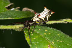 Micrathena nigrichelis