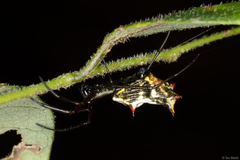 Micrathena nigrichelis