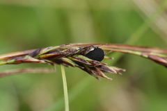 Anthracoidea sempervirentis