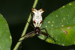 Micrathena nigrichelis