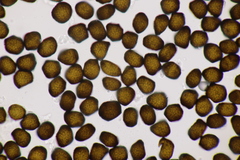 Anthracoidea sempervirentis