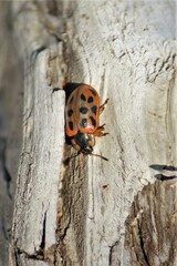 Chrysomela mainensis