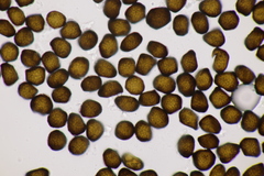 Anthracoidea sempervirentis