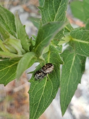 Pelegrina flavipes