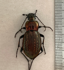 Eucarabus