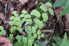 Adiantum braunii