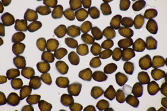 Anthracoidea sempervirentis