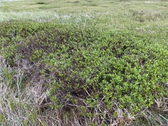 Salix pulchra