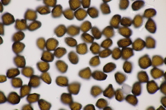 Anthracoidea sempervirentis