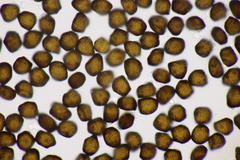 Anthracoidea sempervirentis