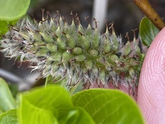 Salix pulchra