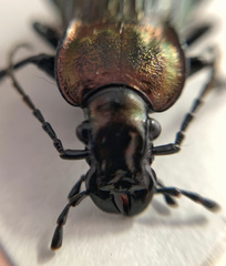 Eucarabus
