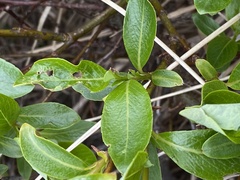Salix pulchra